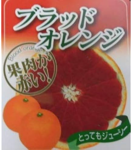 Amazon.co.jp: 果樹苗 柑橘 オレンジ 苗木 ブラッドオレンジ 1年生挿木